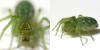 Nigma walckenaeri